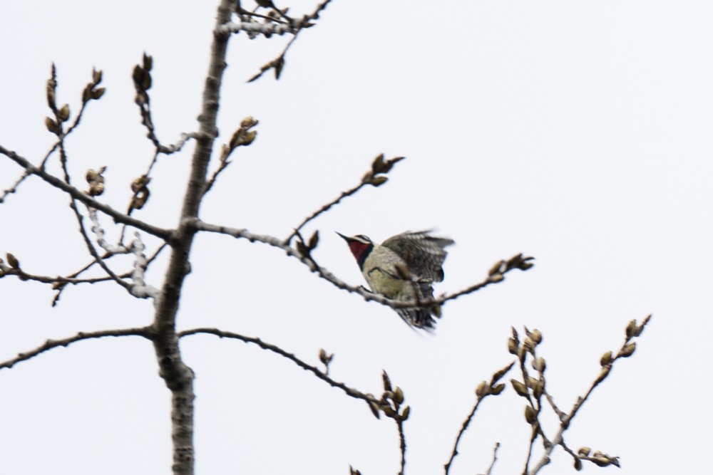 Yellow-bellied Sapsucker - Michael Barath