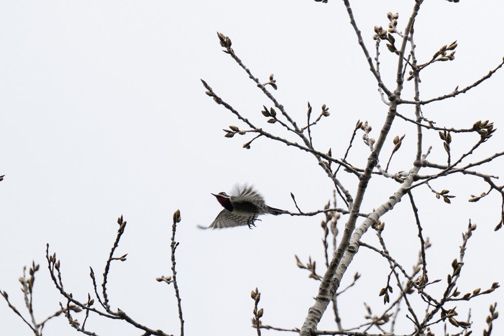 Yellow-bellied Sapsucker - ML617127033