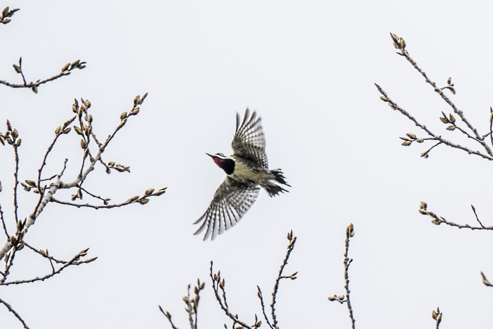 Yellow-bellied Sapsucker - Michael Barath