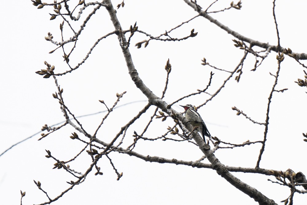 Yellow-bellied Sapsucker - ML617127035