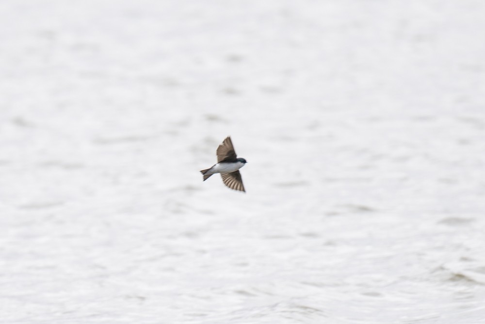 Golondrina Bicolor - ML617127055