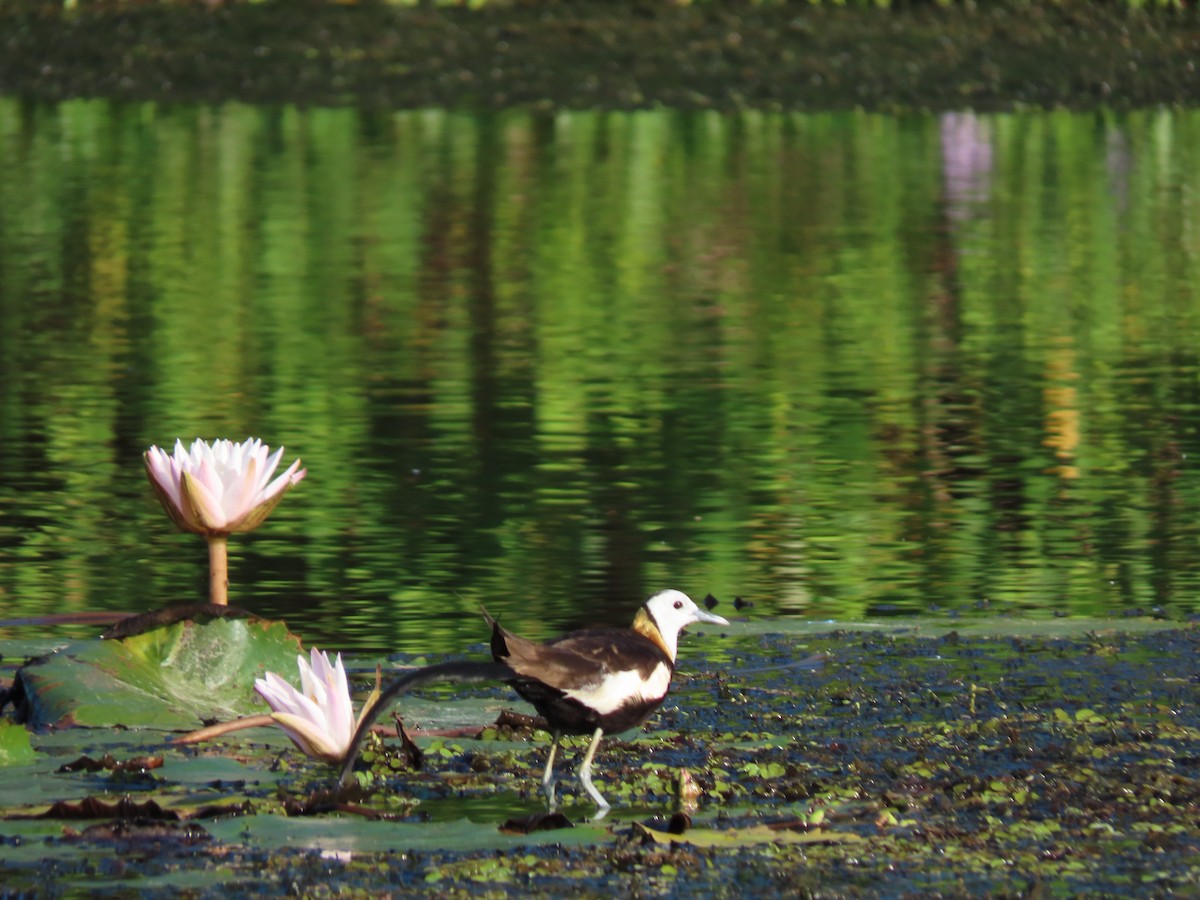 Pheasant-tailed Jacana - ML617127081