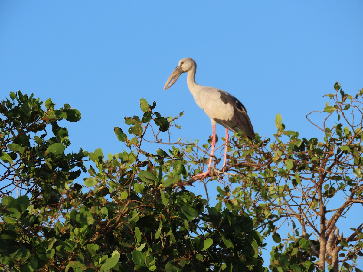 Asian Openbill - ML617127087