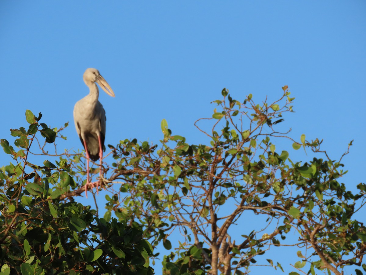 Asian Openbill - ML617127088