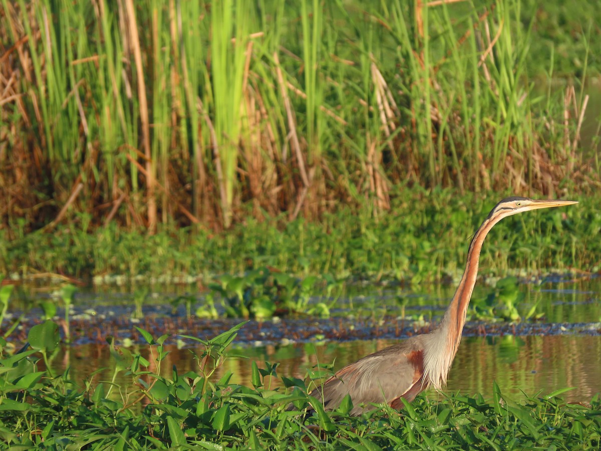 Purple Heron - ML617127098