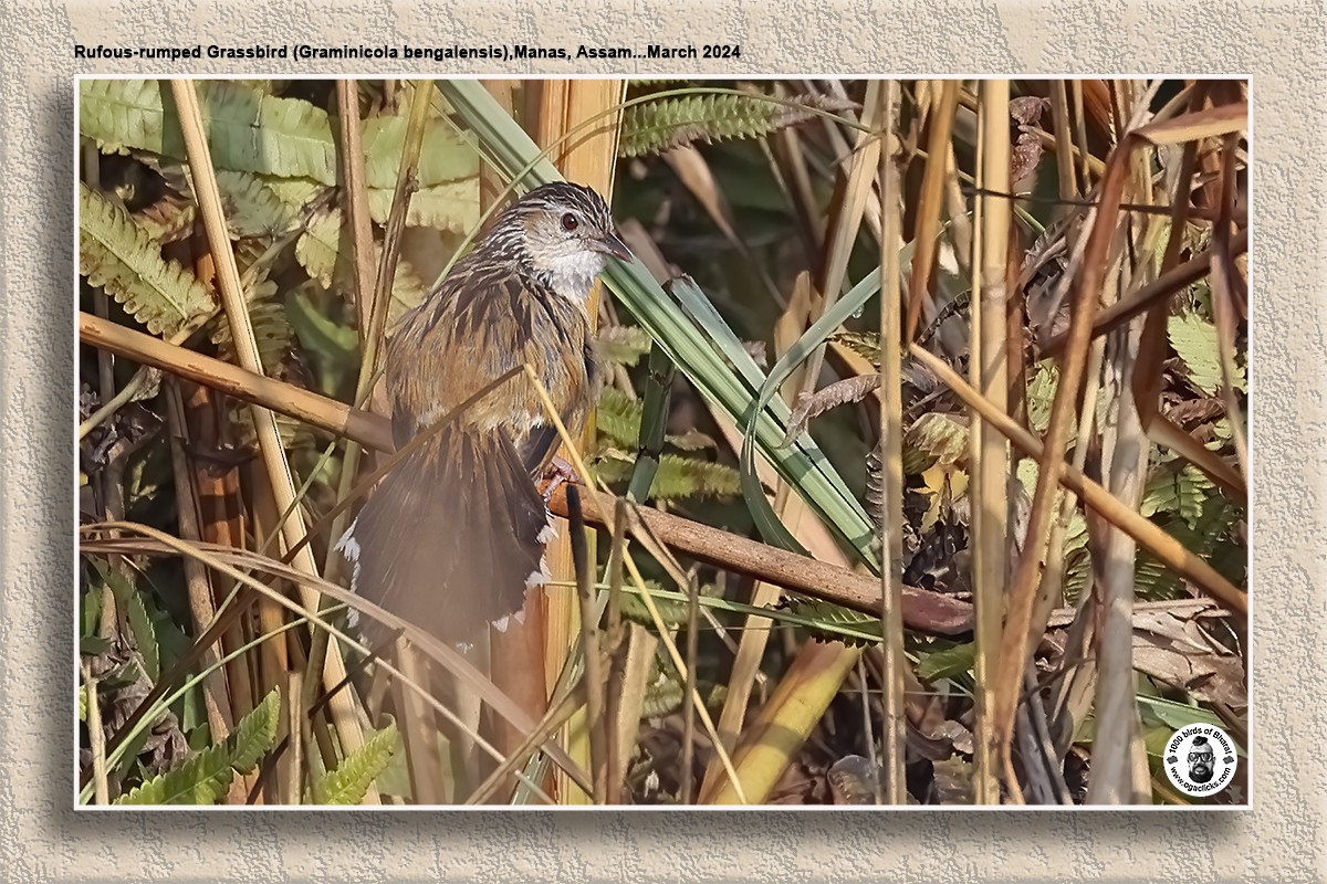 Indian Grassbird - ML617127104