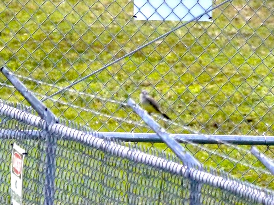 Western Kingbird - Robert Mottershead