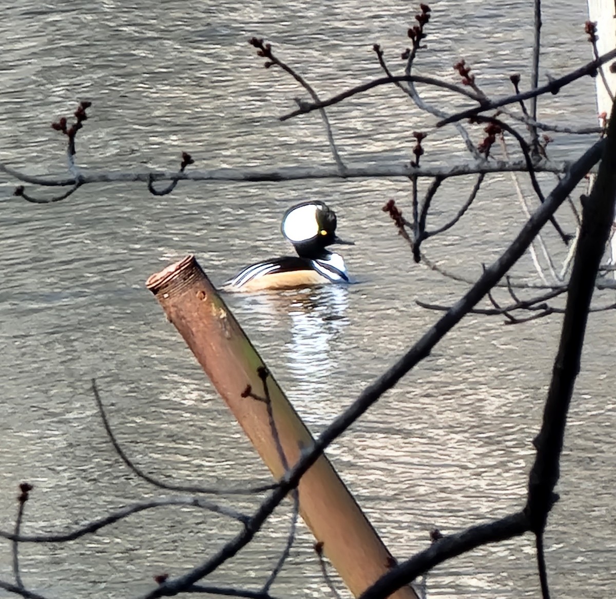 Hooded Merganser - Tanya Sanders