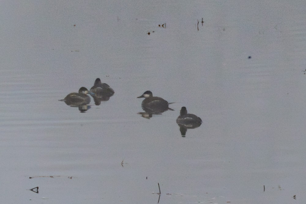 Ruddy Duck - ML617127125