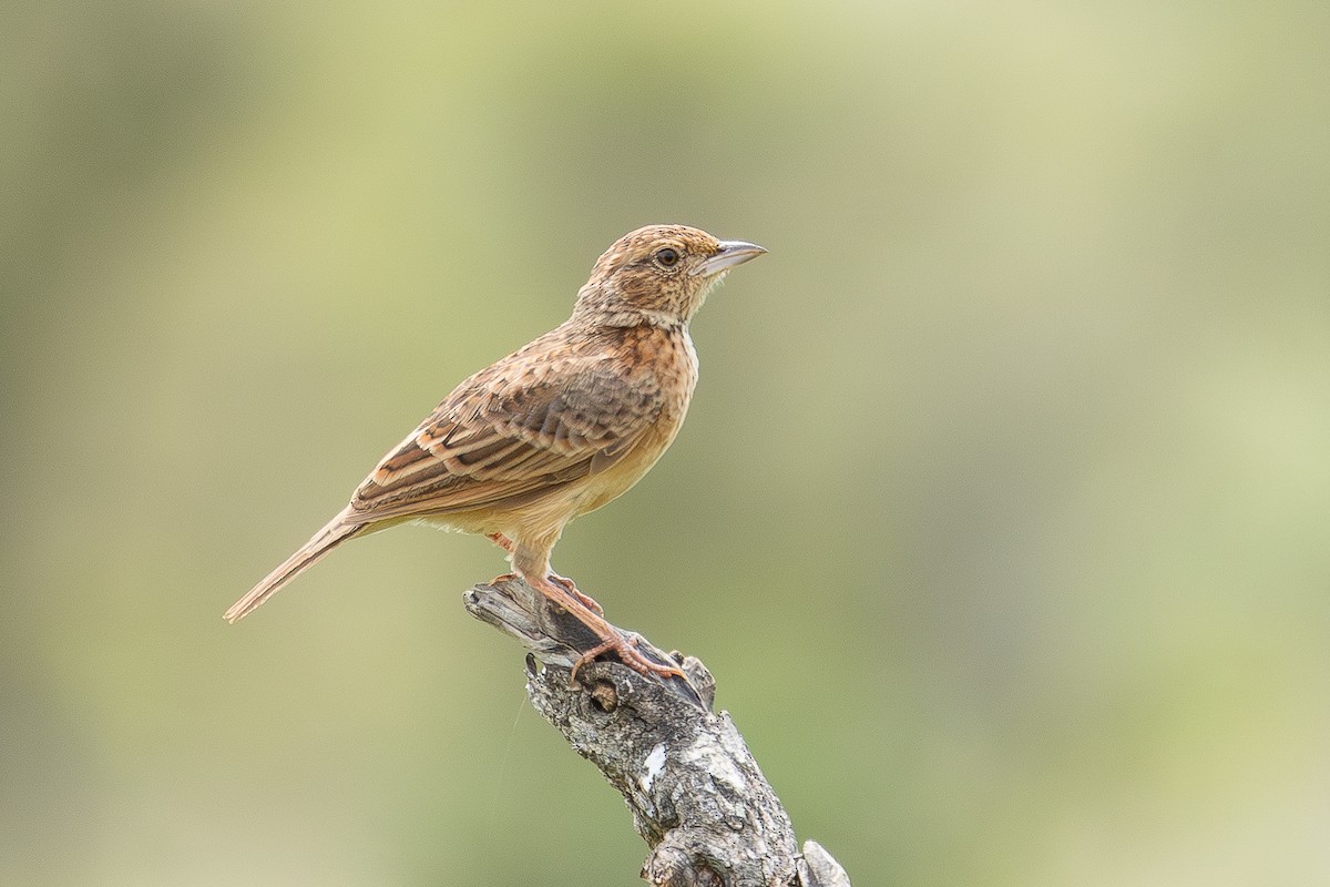 Flappet Lark - ML617127130