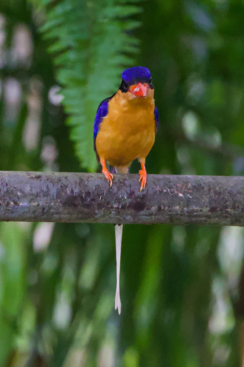 Buff-breasted Paradise-Kingfisher - John Hurrell