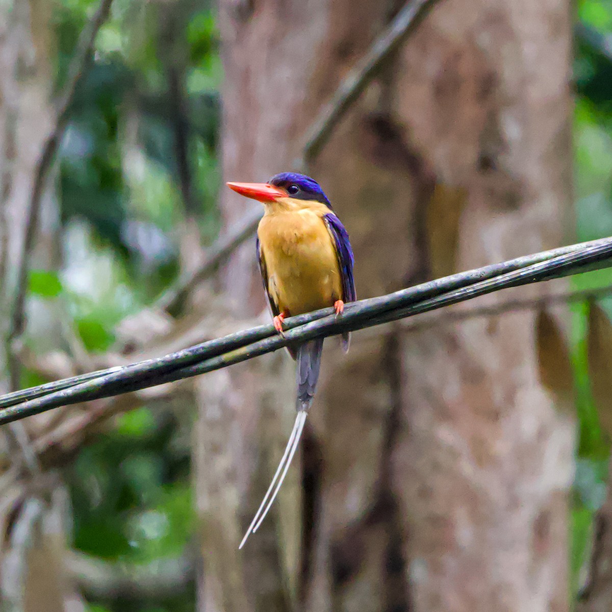 Buff-breasted Paradise-Kingfisher - ML617127138