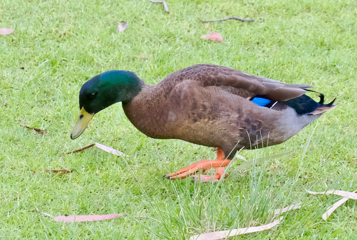 Fehlfarben-Stockente/Hausente - ML617127153