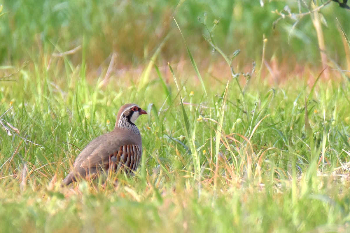 Red-legged Partridge - Max Herrmann