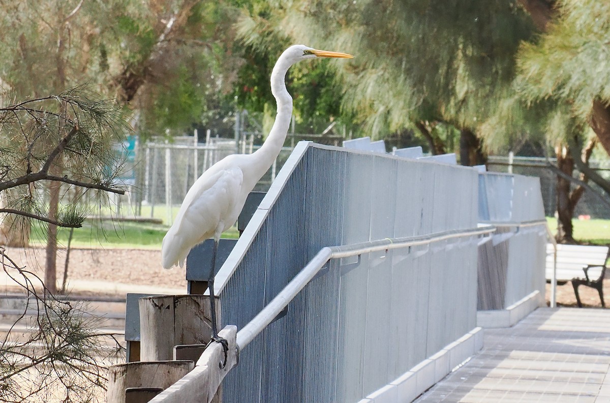 Great Egret (modesta) - Ken Glasson