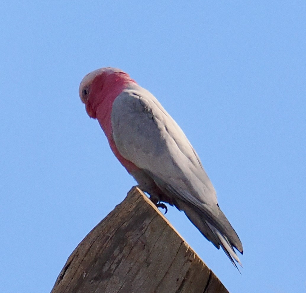 Galah - Ken Glasson