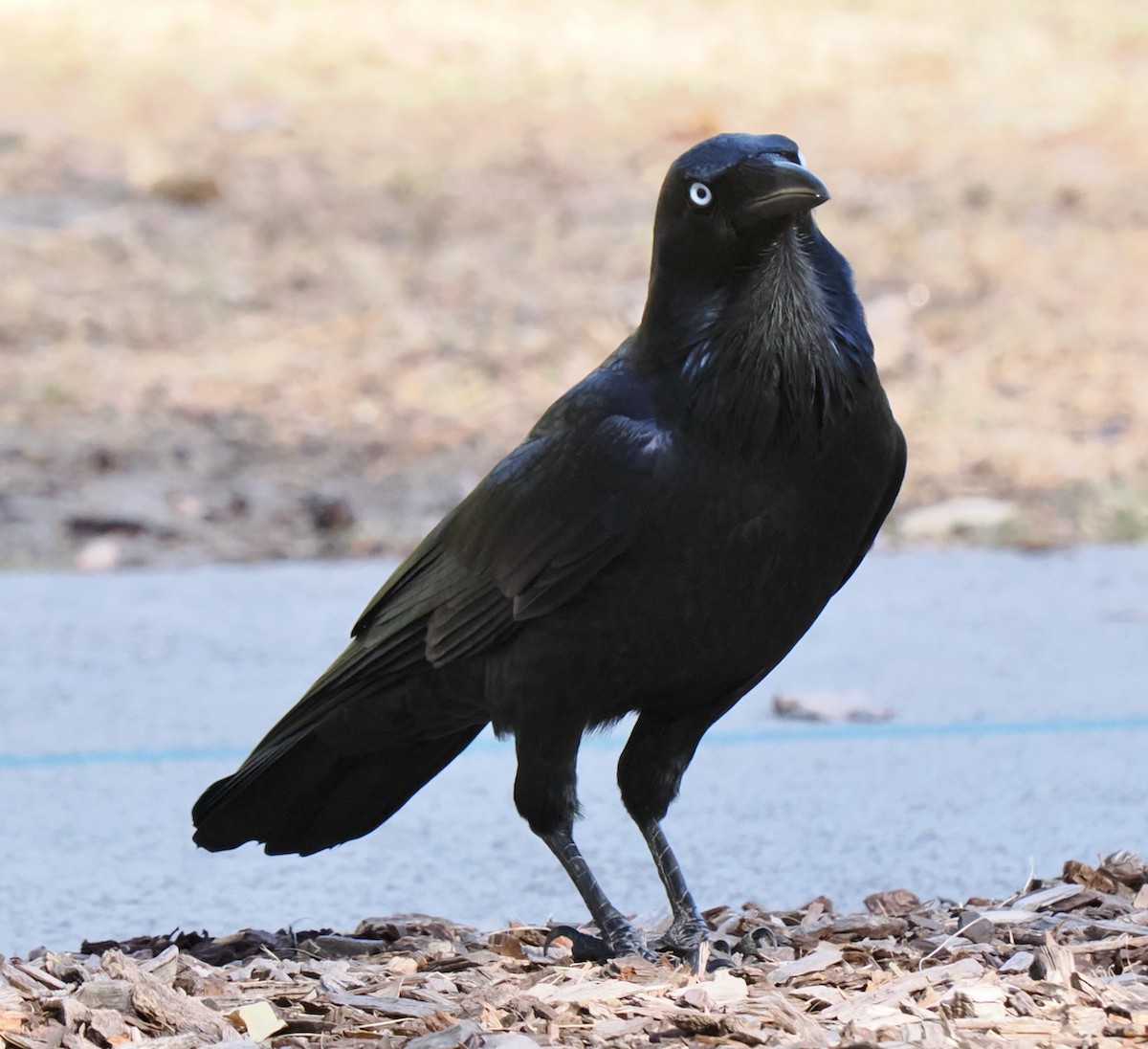 Australian Raven - Ken Glasson