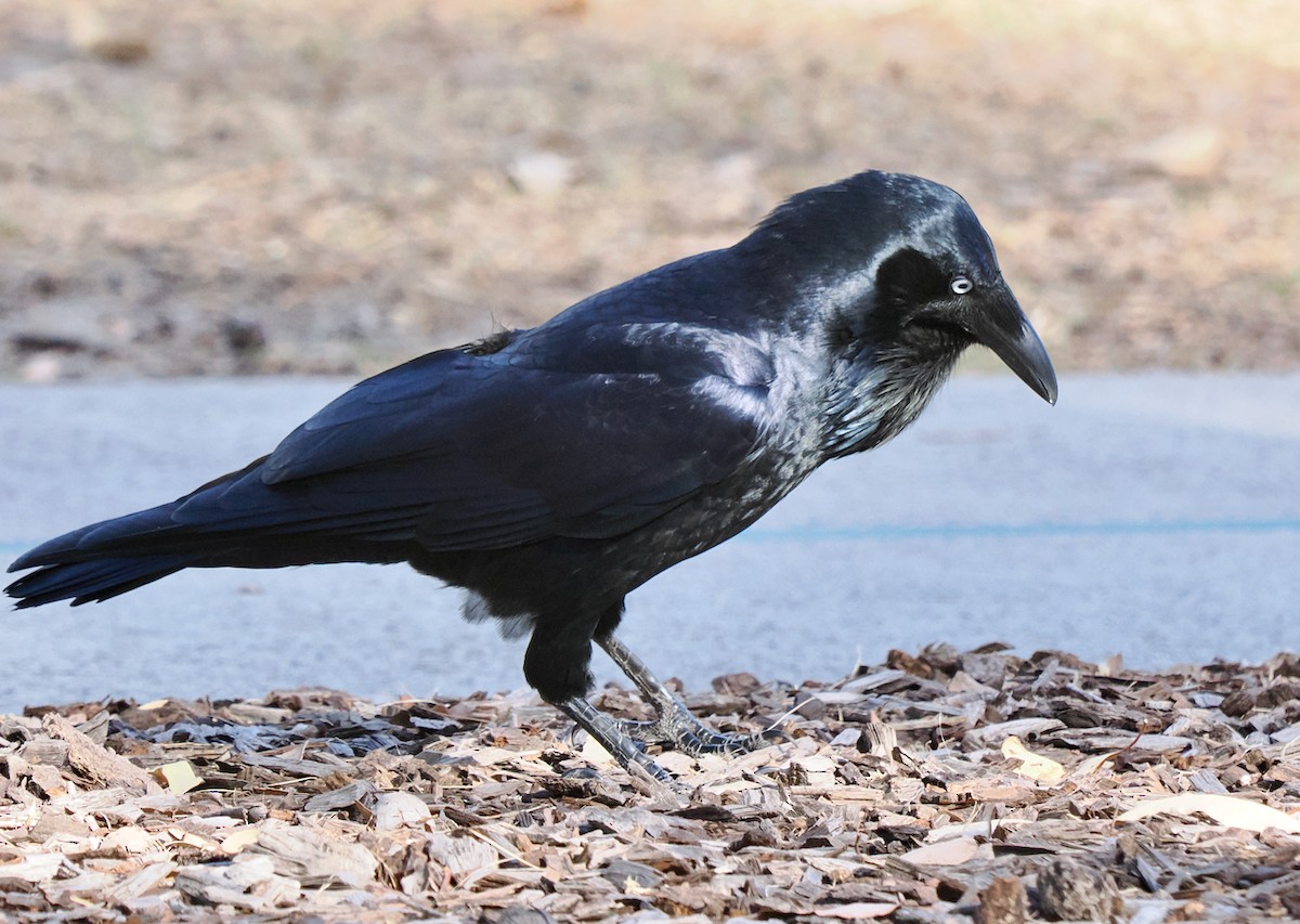 Australian Raven - Ken Glasson