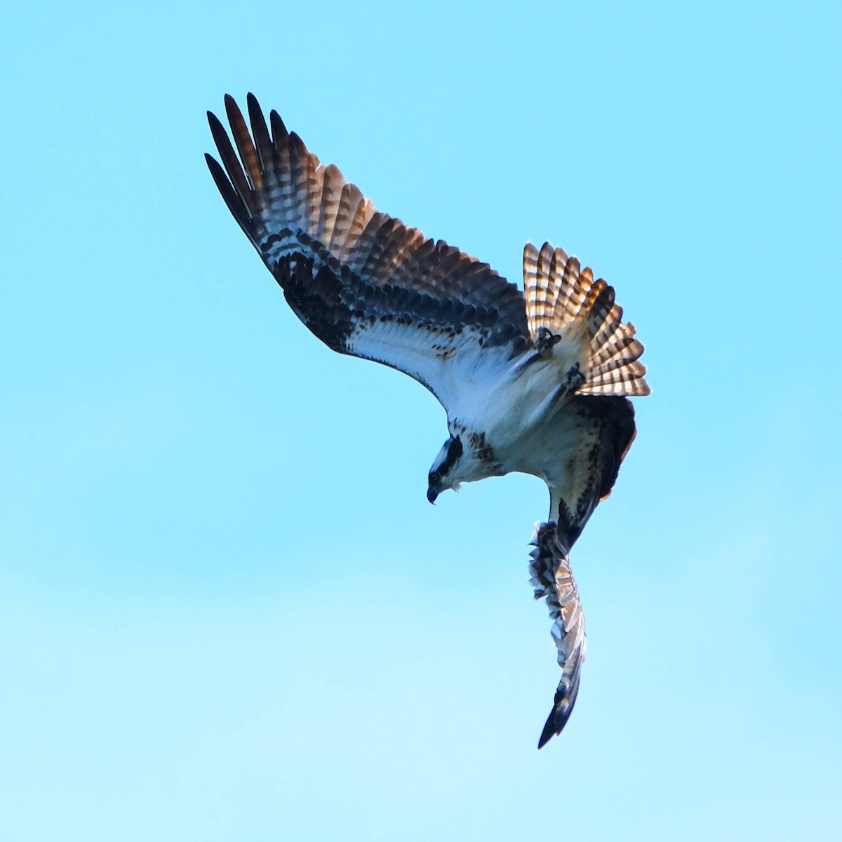 Osprey - ML617127232