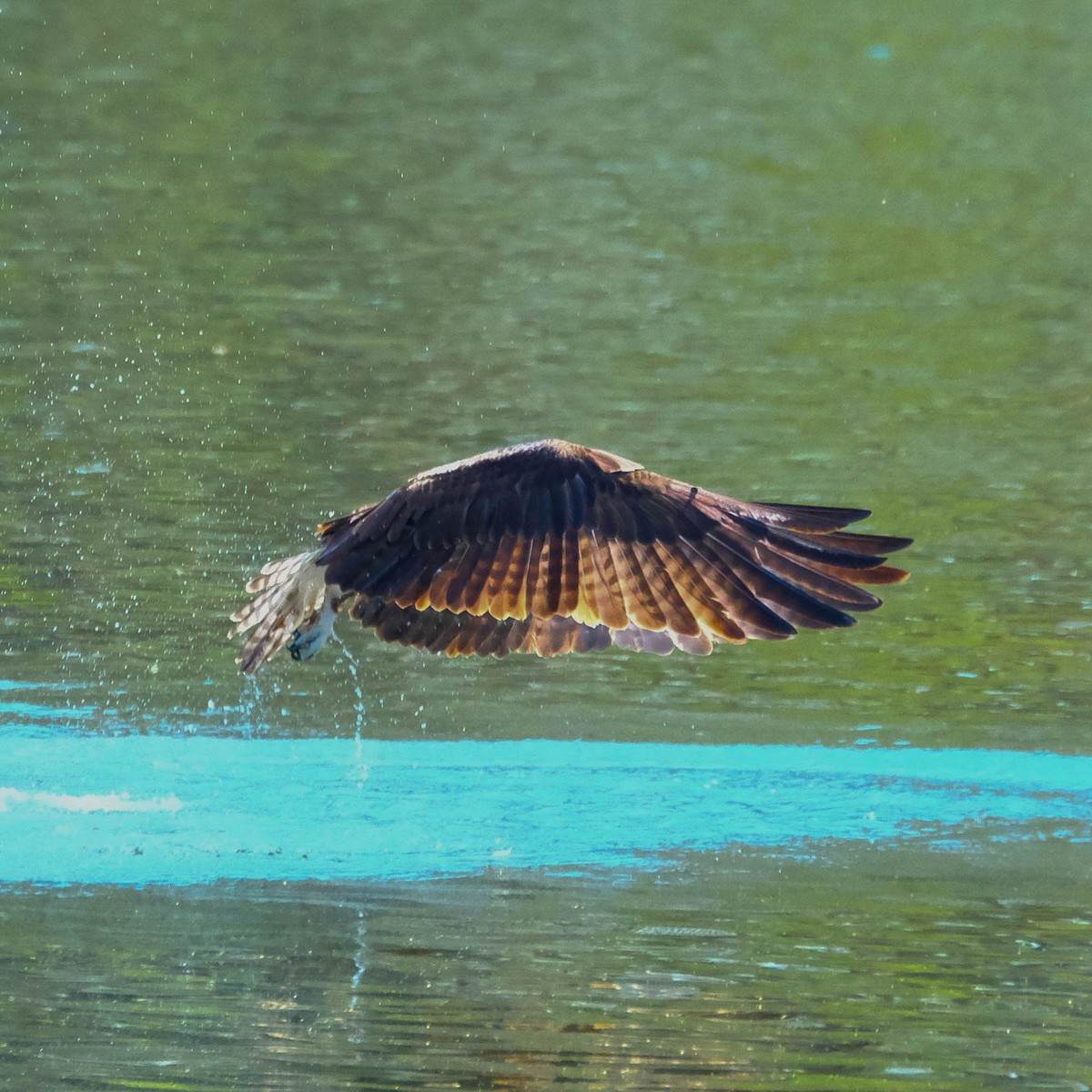 Osprey - Andrew Dressel