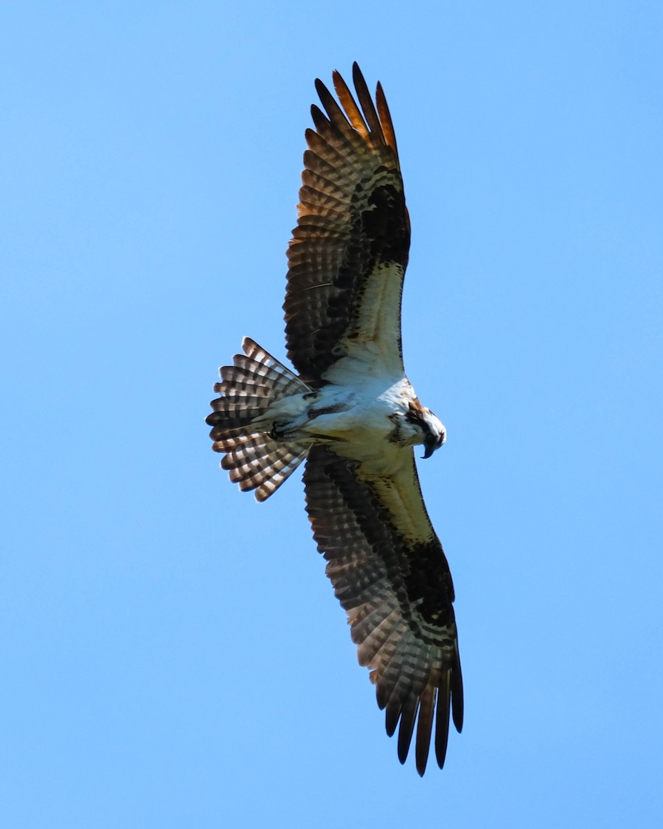 Osprey - ML617127238