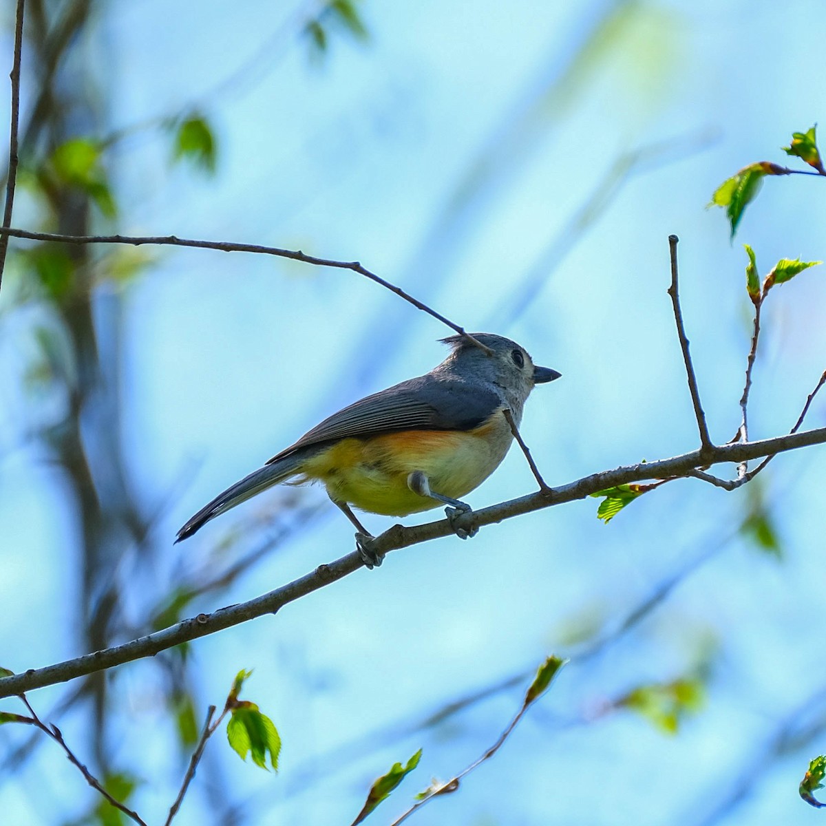 Tufted Titmouse - ML617127264