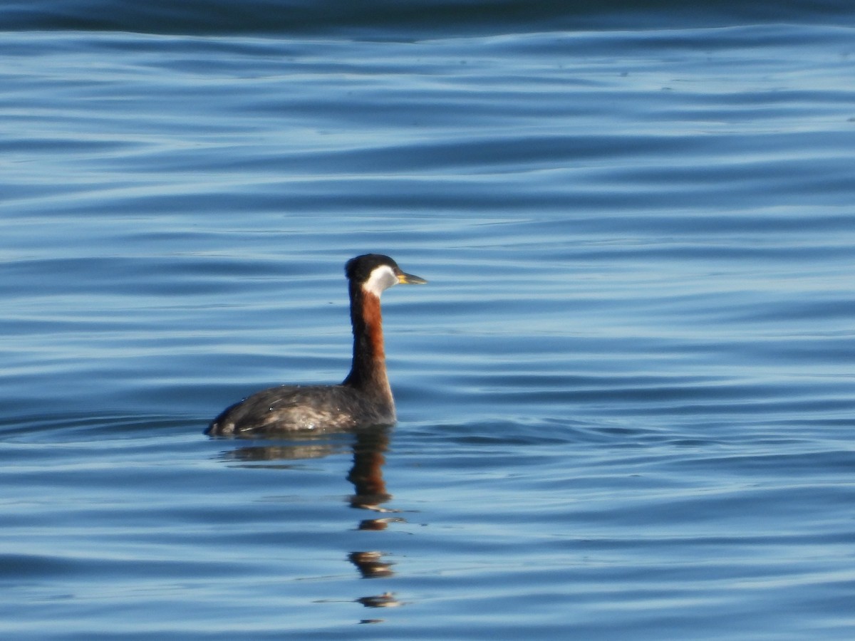 Red-necked Grebe - ML617127304