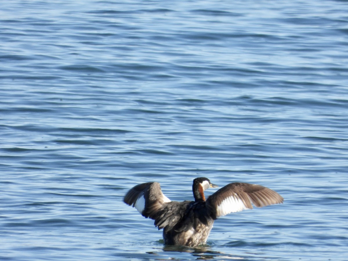 Red-necked Grebe - ML617127305