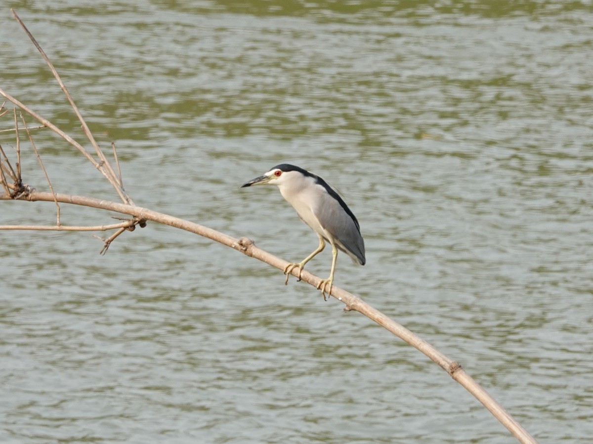 Black-crowned Night Heron - ML617127325