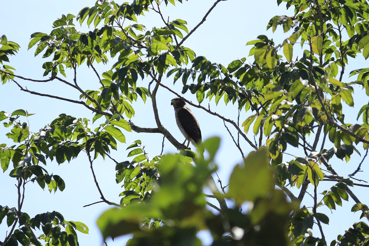 Roadside Hawk - ML617127334