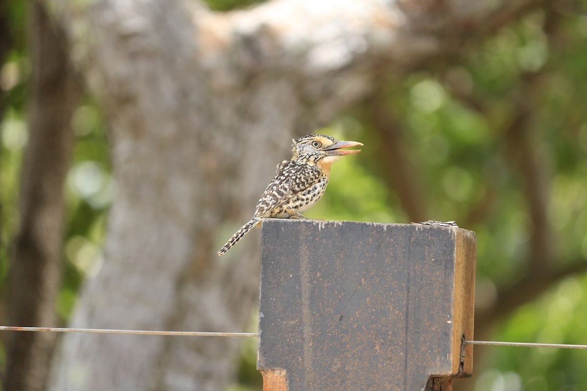 Spot-backed Puffbird (Spot-backed) - ML617127395