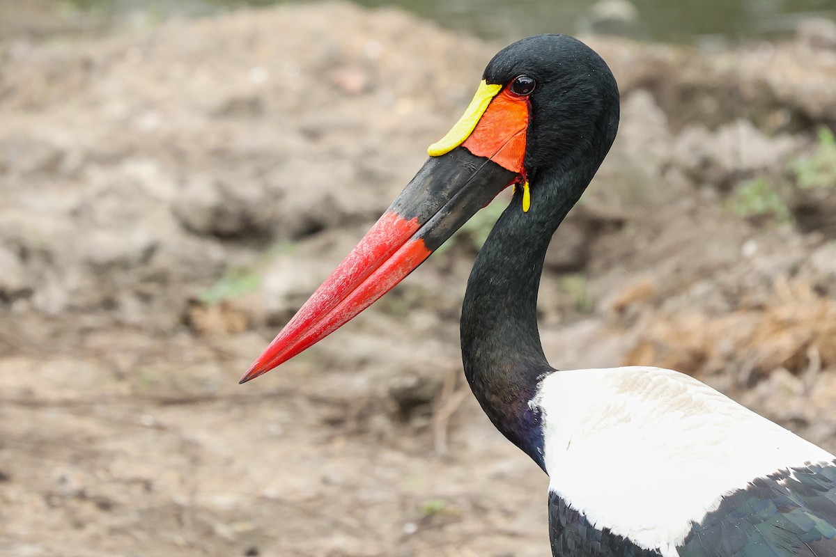 Saddle-billed Stork - ML617127401