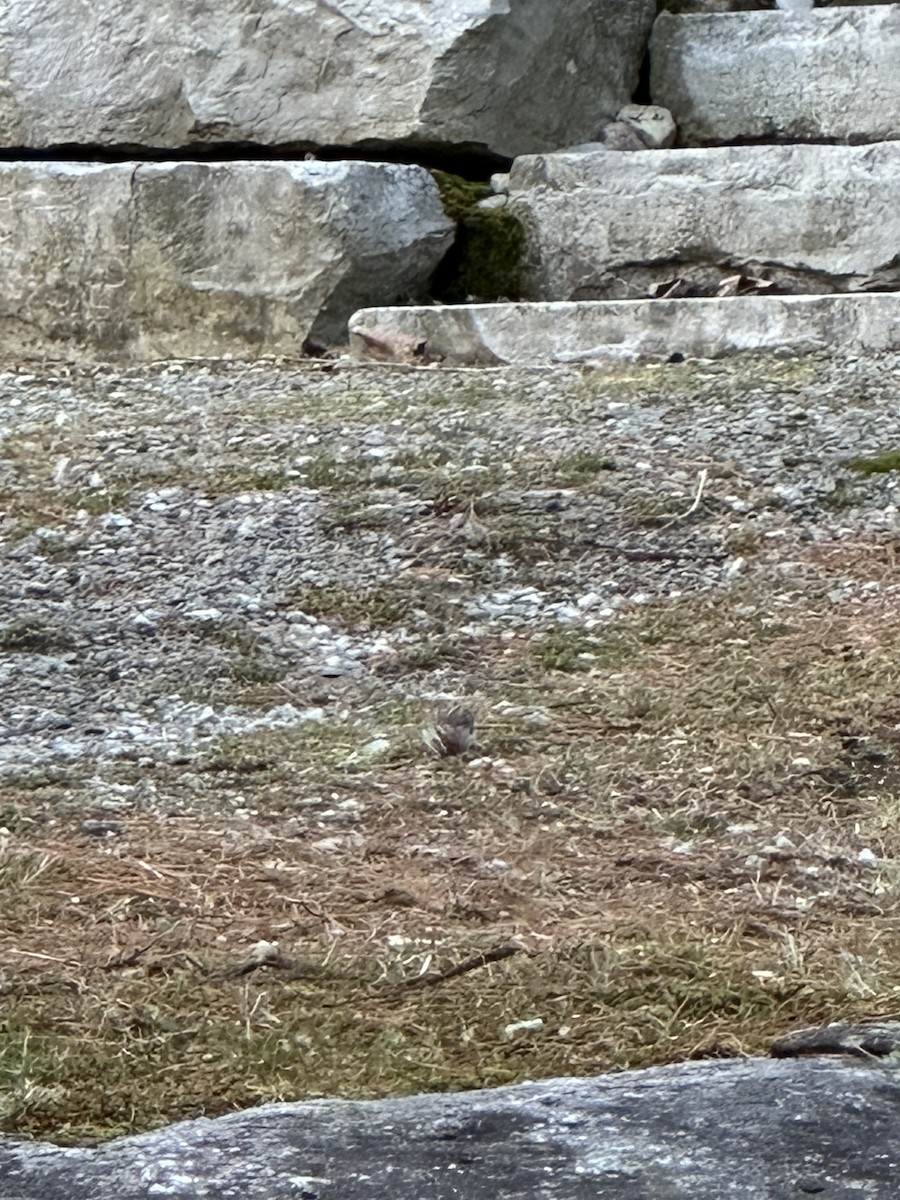 Chipping Sparrow - Cat Graydon