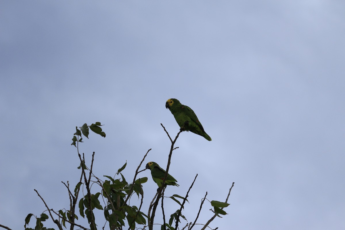 Turquoise-fronted Parrot - ML617127440