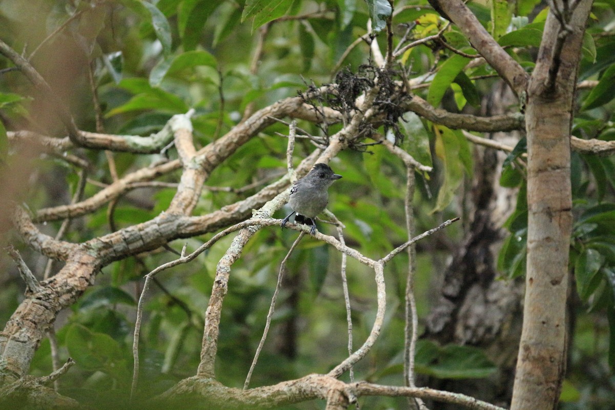 Planalto Slaty-Antshrike - ML617127464