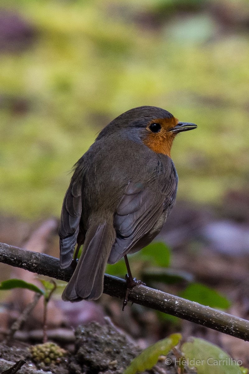 European Robin - Hélder Carrilho