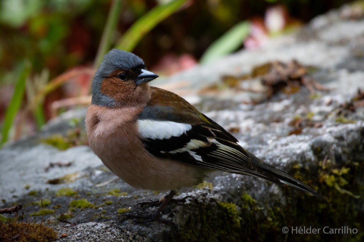 Common Chaffinch - Hélder Carrilho