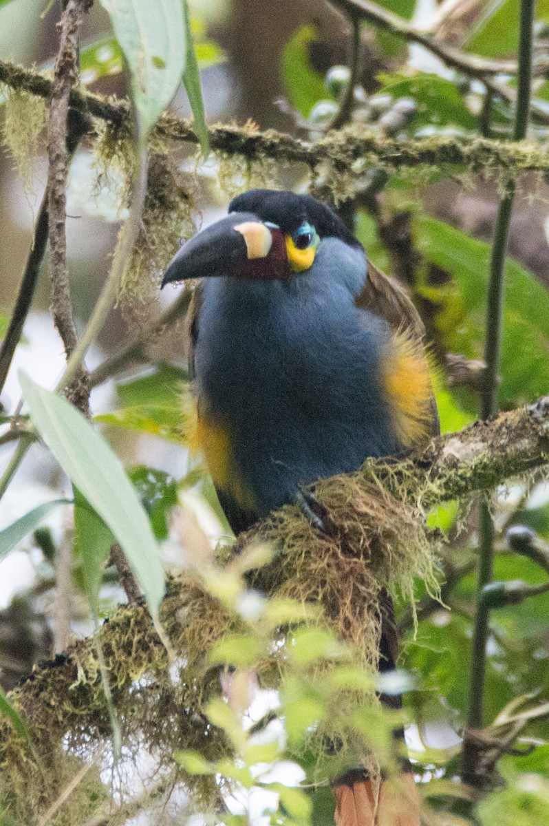 Plate-billed Mountain-Toucan - ML617127476