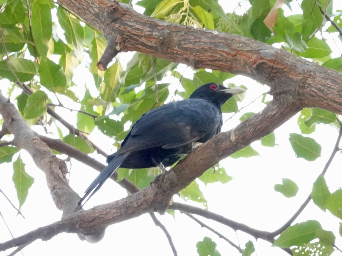 Asian Koel - ML617127482