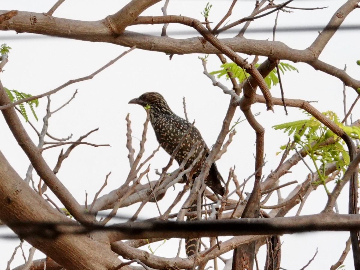 Asian Koel - ML617127483
