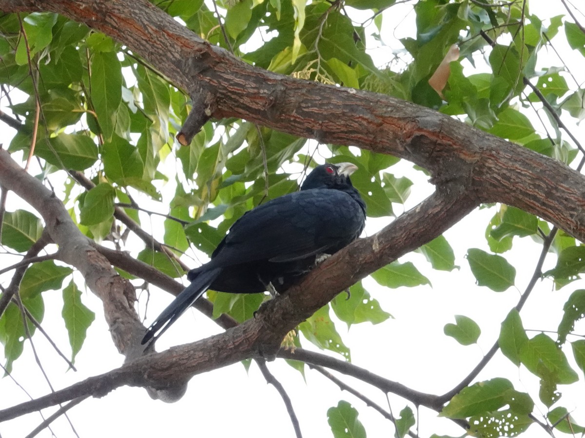 Asian Koel - ML617127484