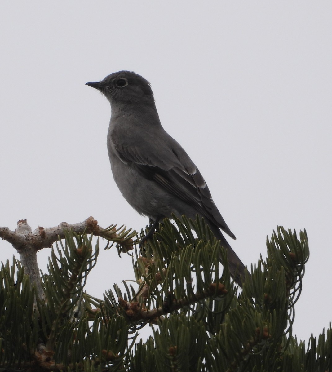 Townsend's Solitaire - ML617127486