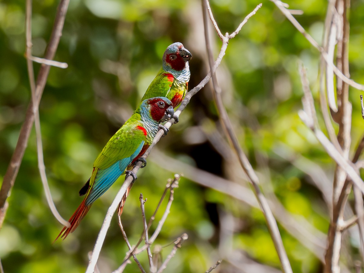 Pfrimer's Parakeet - ML617127490