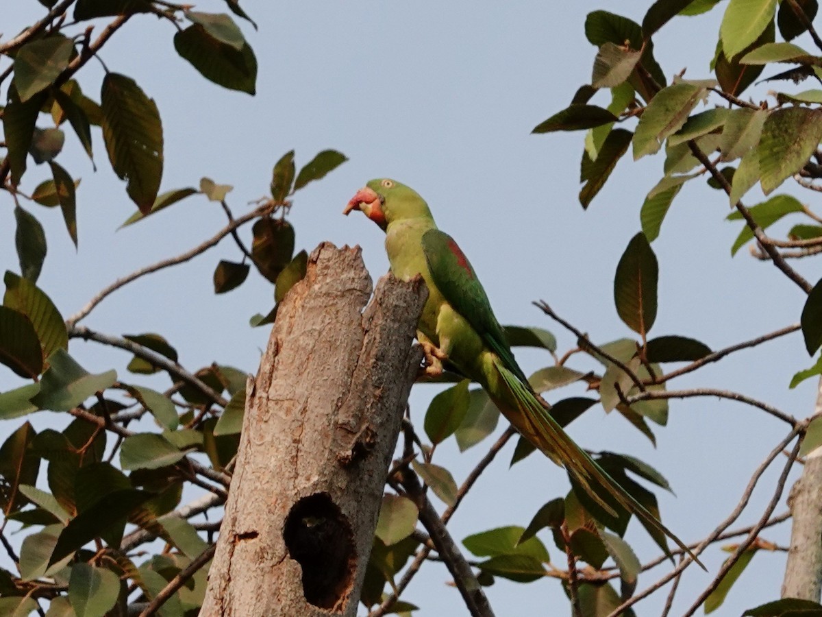 Alexandrine Parakeet - ML617127491