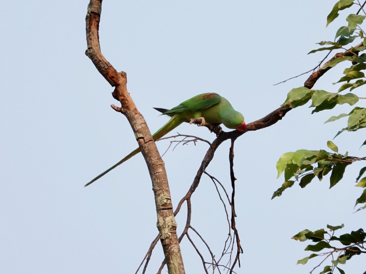 Alexandrine Parakeet - ML617127492