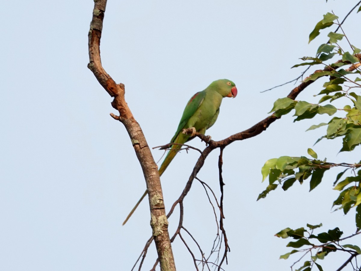 Alexandrine Parakeet - ML617127493