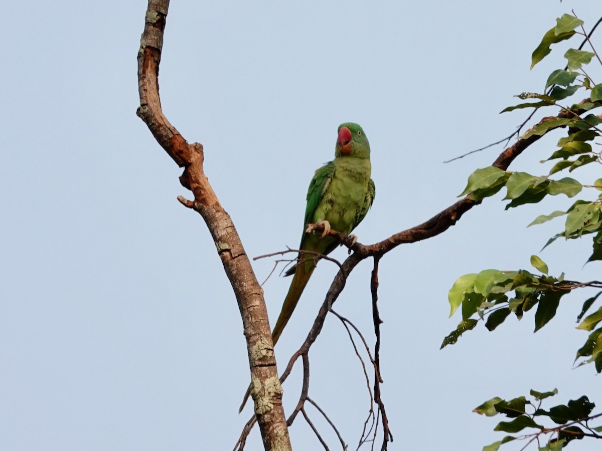 Alexandrine Parakeet - ML617127494