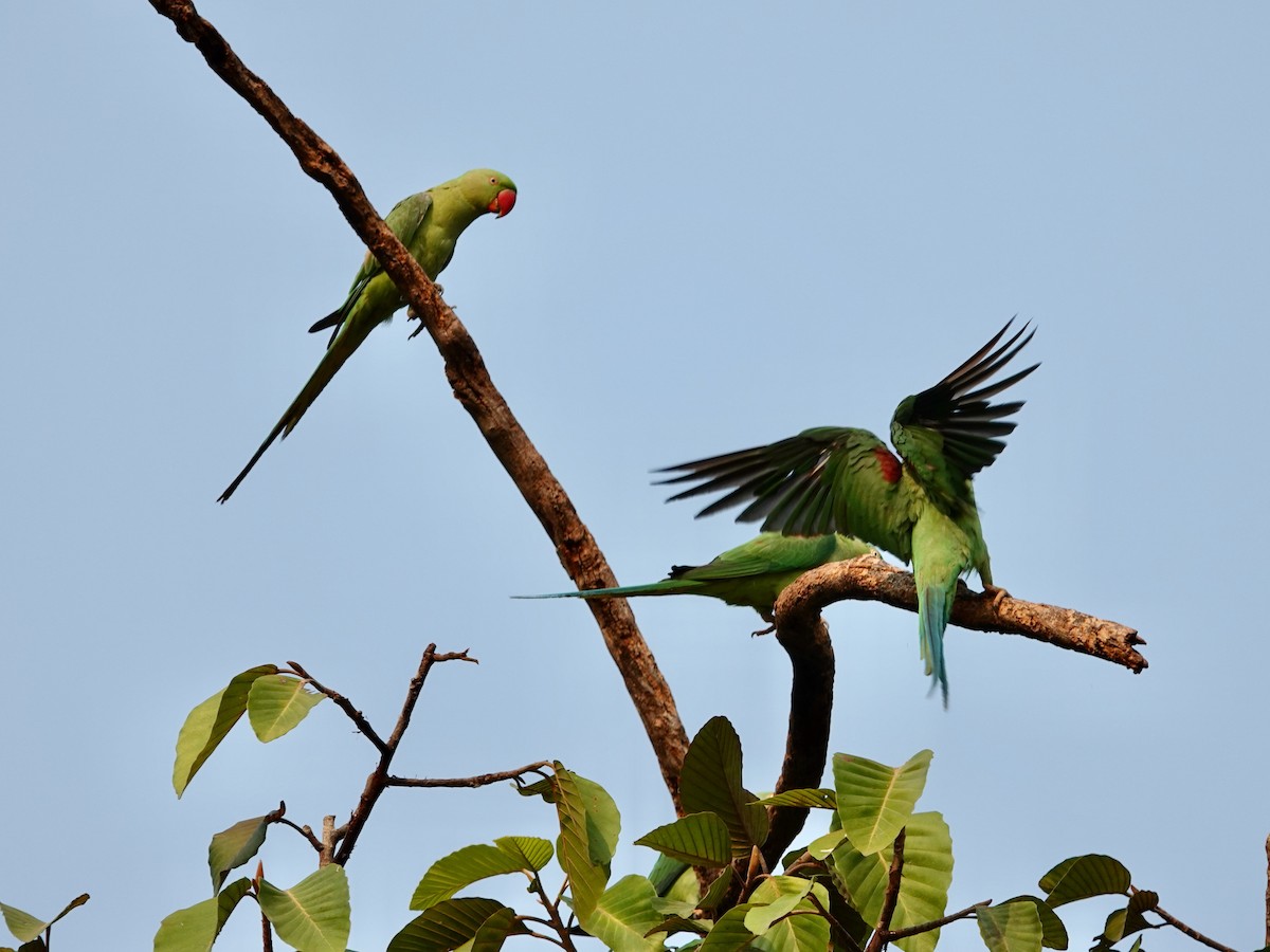 Alexandrine Parakeet - ML617127495