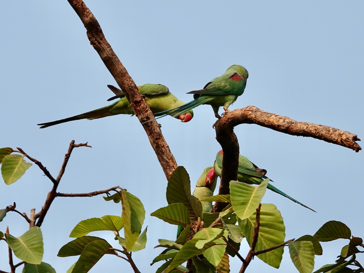 Alexandrine Parakeet - ML617127496