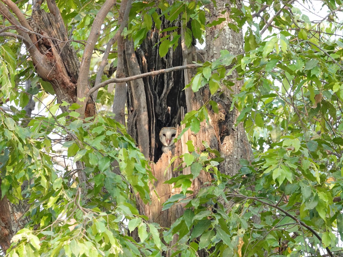 Eastern Barn Owl - ML617127506
